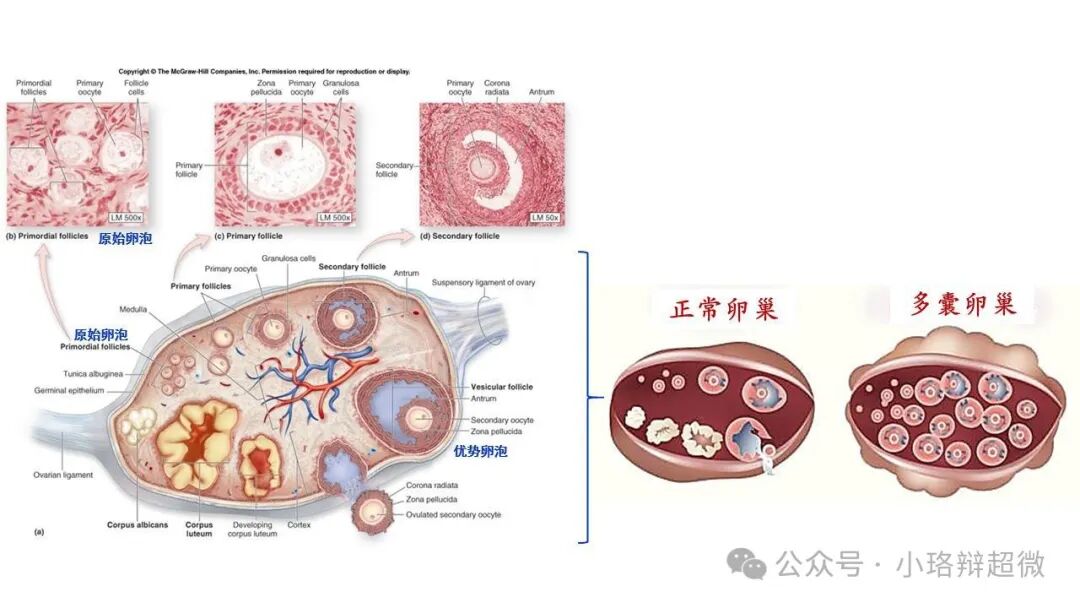 第四十二期：透射电镜下的卵巢_武汉珞创生物科技有限公司