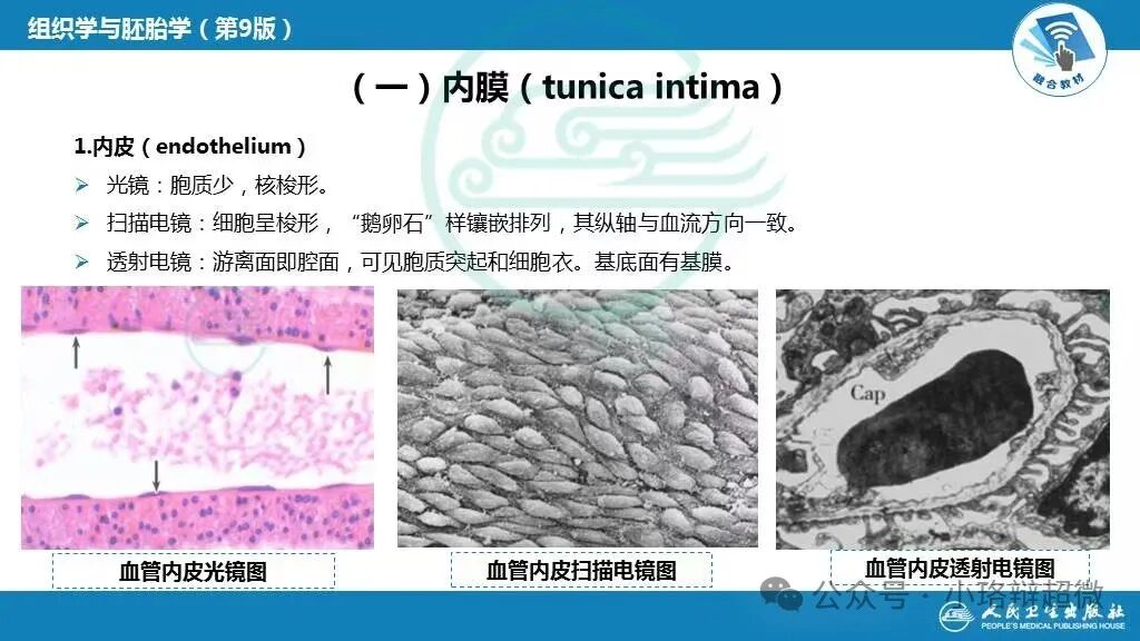第七十二期:透射电镜下的心脏微血管内皮细胞_武汉珞创生物科技有限公司